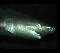 Six Gill Prehistoric Shark