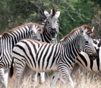 Zebra