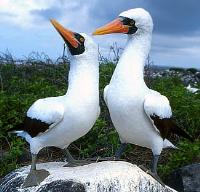 Masked Boobies