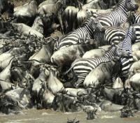 Migration River Crossing