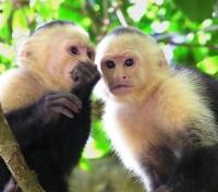 Monkeys
