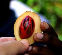 Mace Fruit which produces Nutmeg