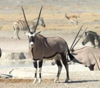 Oryx, Zebra and Impala