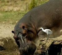 Hippo