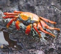 Sally Light Foot Crab