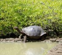 Giant Tortoise