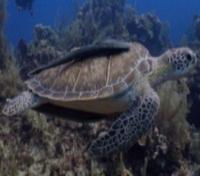 Sea Turtle