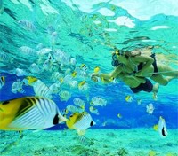 Snorkelling Snorkelling
