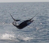 Sport-Fishing around Playas del Coco Sport-Fishing around Playas del Coco