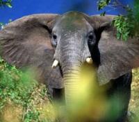 African Elephant African Elephant