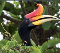 Hornbill Hornbill