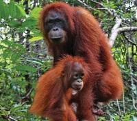 Orangutan Rehabilitation Centre Orangutan Rehabilitation Centre