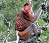 Proboscis Monkey Proboscis Monkey
