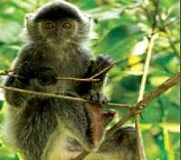 Silver Leaf Monkey Silver Leaf Monkey