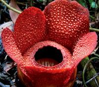 Rafflesia Rafflesia