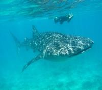 Whale Shark