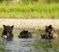 Wildlife