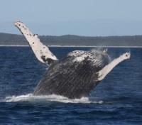 Whale Watching