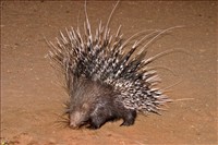 African Porcupine