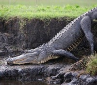 Warning Keep Your Limbs in the Airboat!