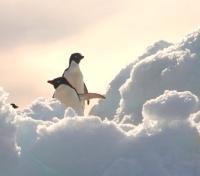 Antartica