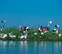 Cuiabá River Birdwatching Cuiabá River Birdwatching