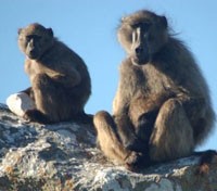 Baboon Interaction