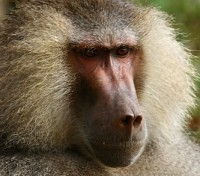 Baboon