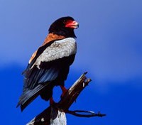 Bateleur or Short Tailed Eagle