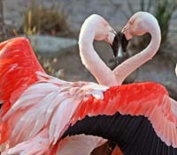 Pink flamingos