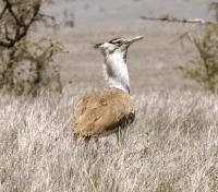 Sanbona Birdwatching