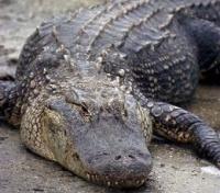 Caimans Caimans