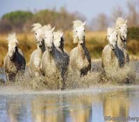 Camargue horses Camargue horses