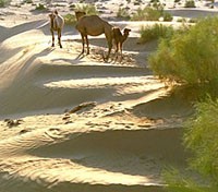 Kyzyl-Kum desert Kyzyl-Kum desert