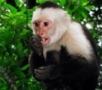 Capuchin Monkey Capuchin Monkey