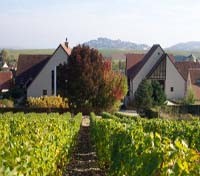 Sancerre Vineyard Sancerre Vineyard