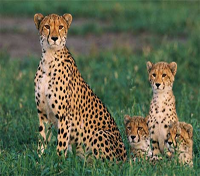 Cheetah
