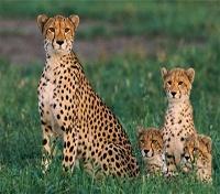 Cheetah