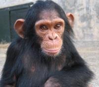 Chimp