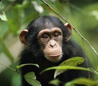 Chimpanzee 