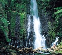 The picturesque rainforest in Corcovado National Park The picturesque rainforest in Corcovado National Park