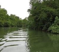 Daintree River
