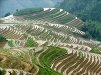 Dragon's Backbone Rice Plantations