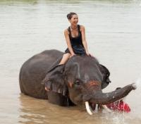 Elephant Safari Park