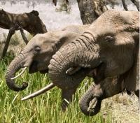 Elephants