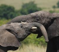 Elephant Hugs