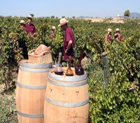 Can Bonastre Vineyard