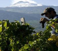 Mt Etna- Wine Mt Etna- Wine