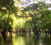Flooded forest