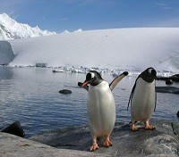 Gentoo Penguins Gentoo Penguins